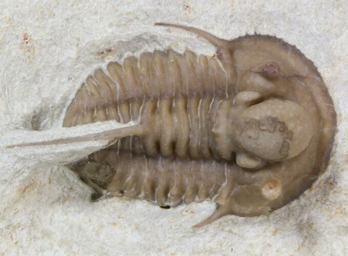 Scarce Cyphaspis Carrolli Trilobite - Oklahoma #42251